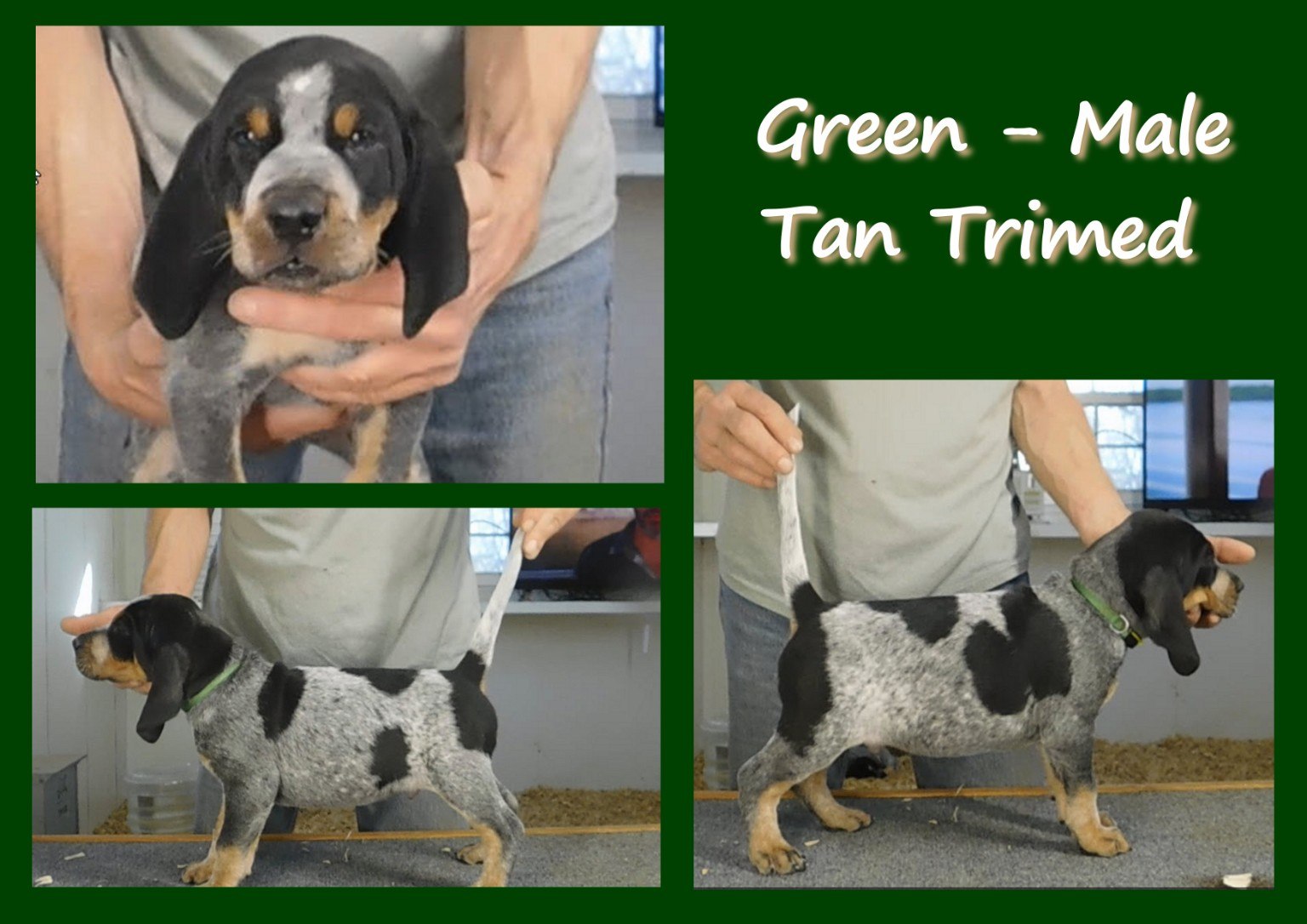 Green male puppy evaluation