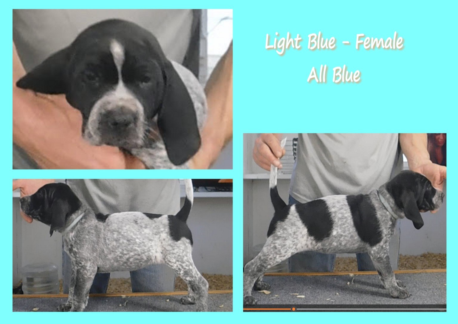 Light blue female puppy evaluation