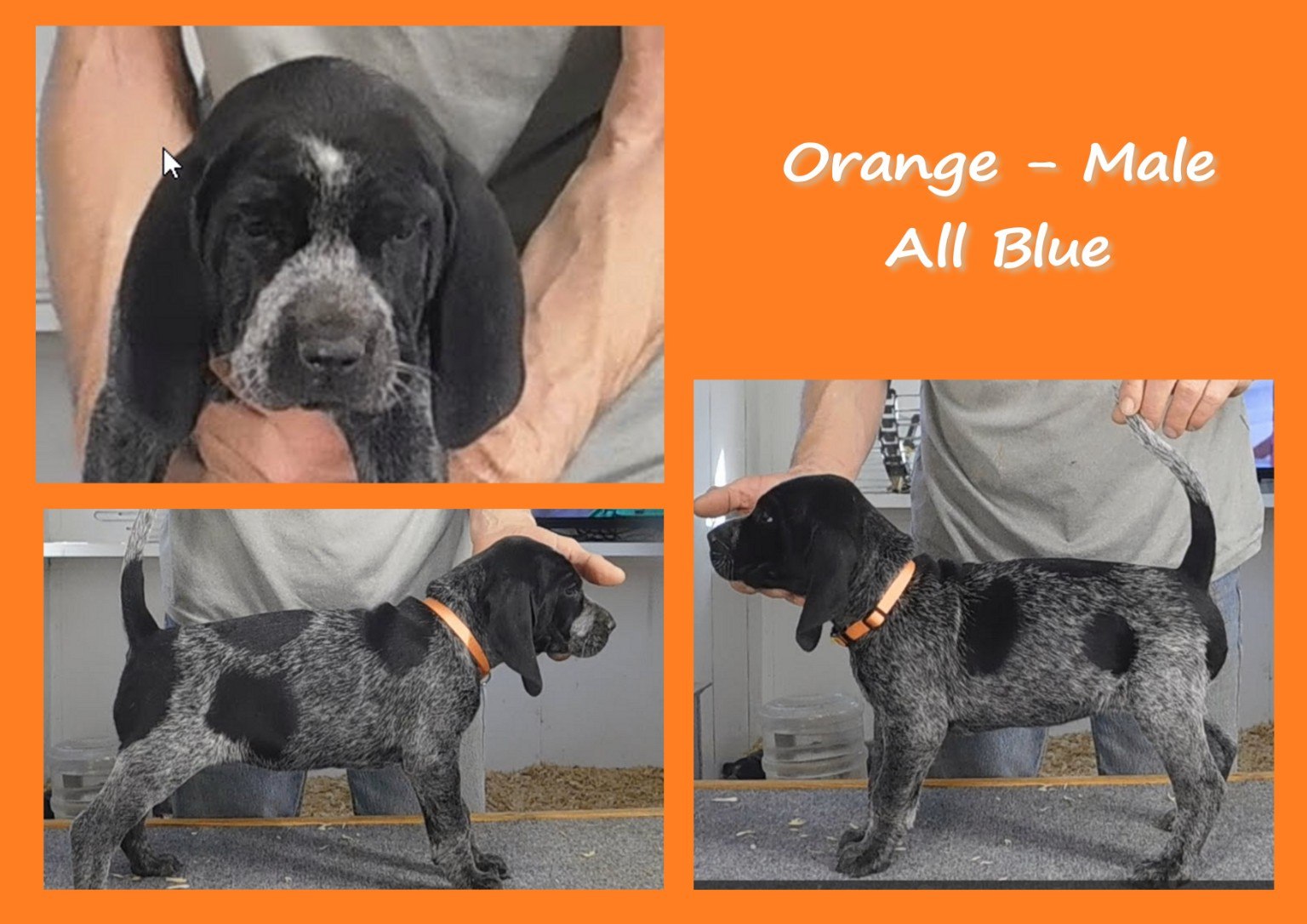 Orange male puppy evaluation