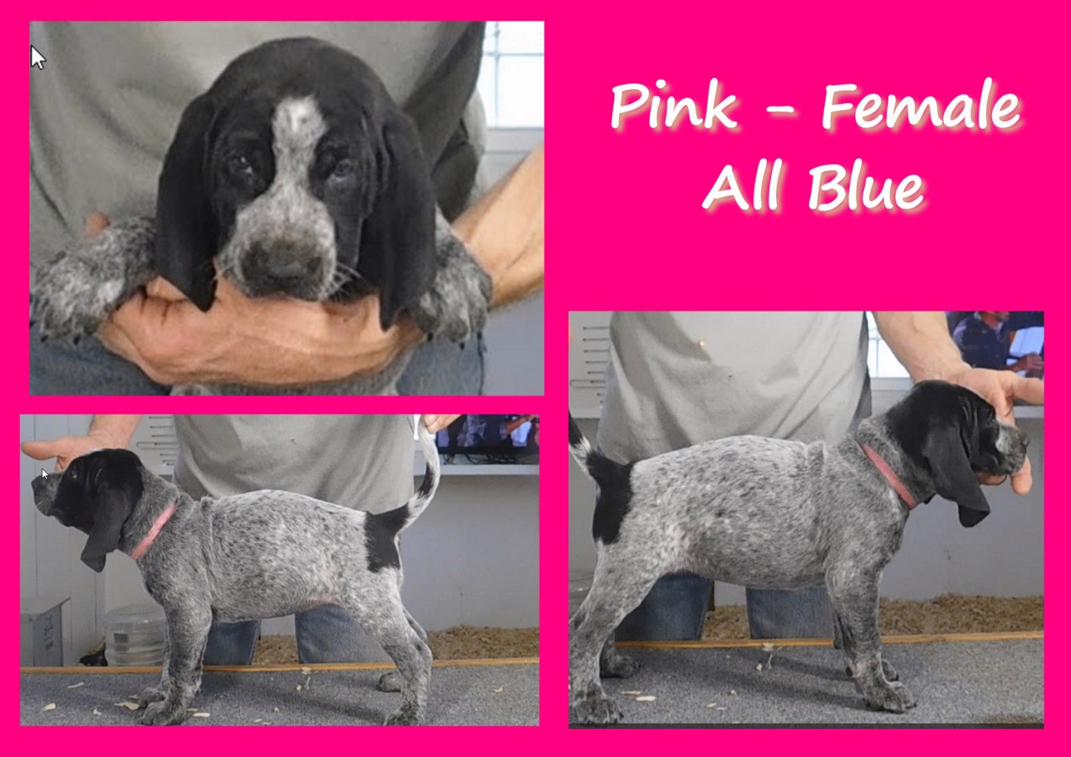Pink female puppy evaluation