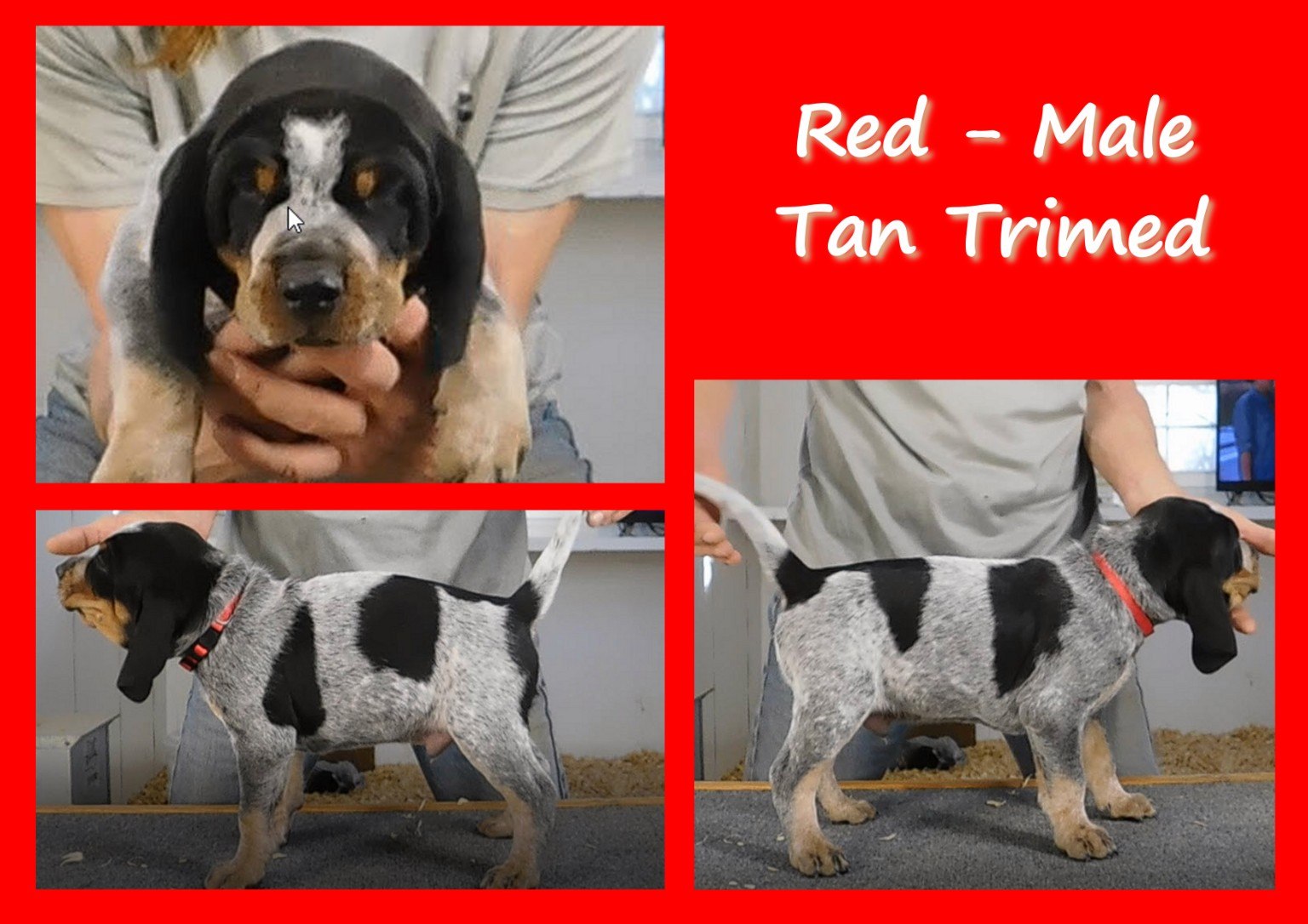 Red male puppy evaluation