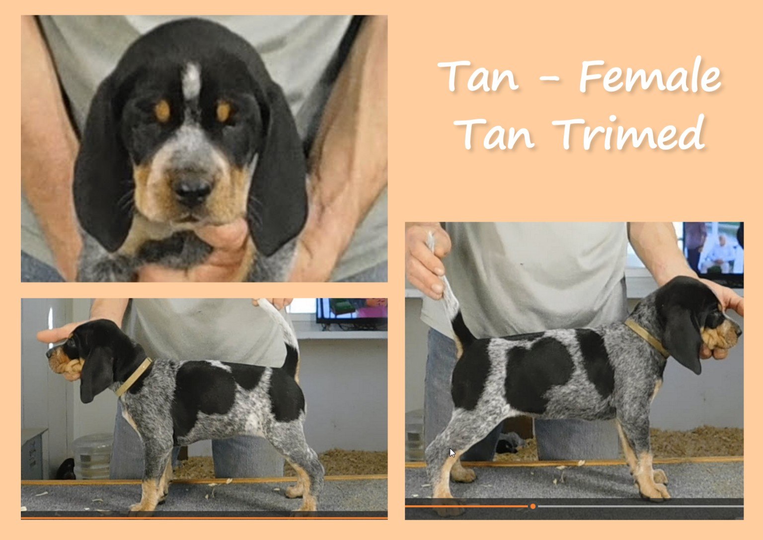 Tan female tan-trimmed evaluation card