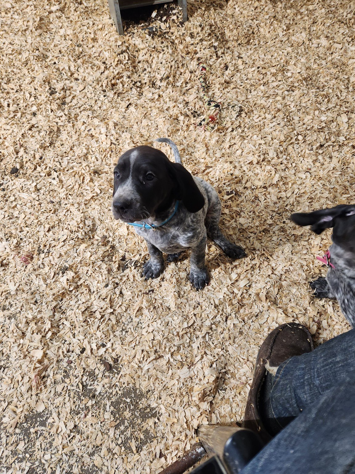 Young puppy