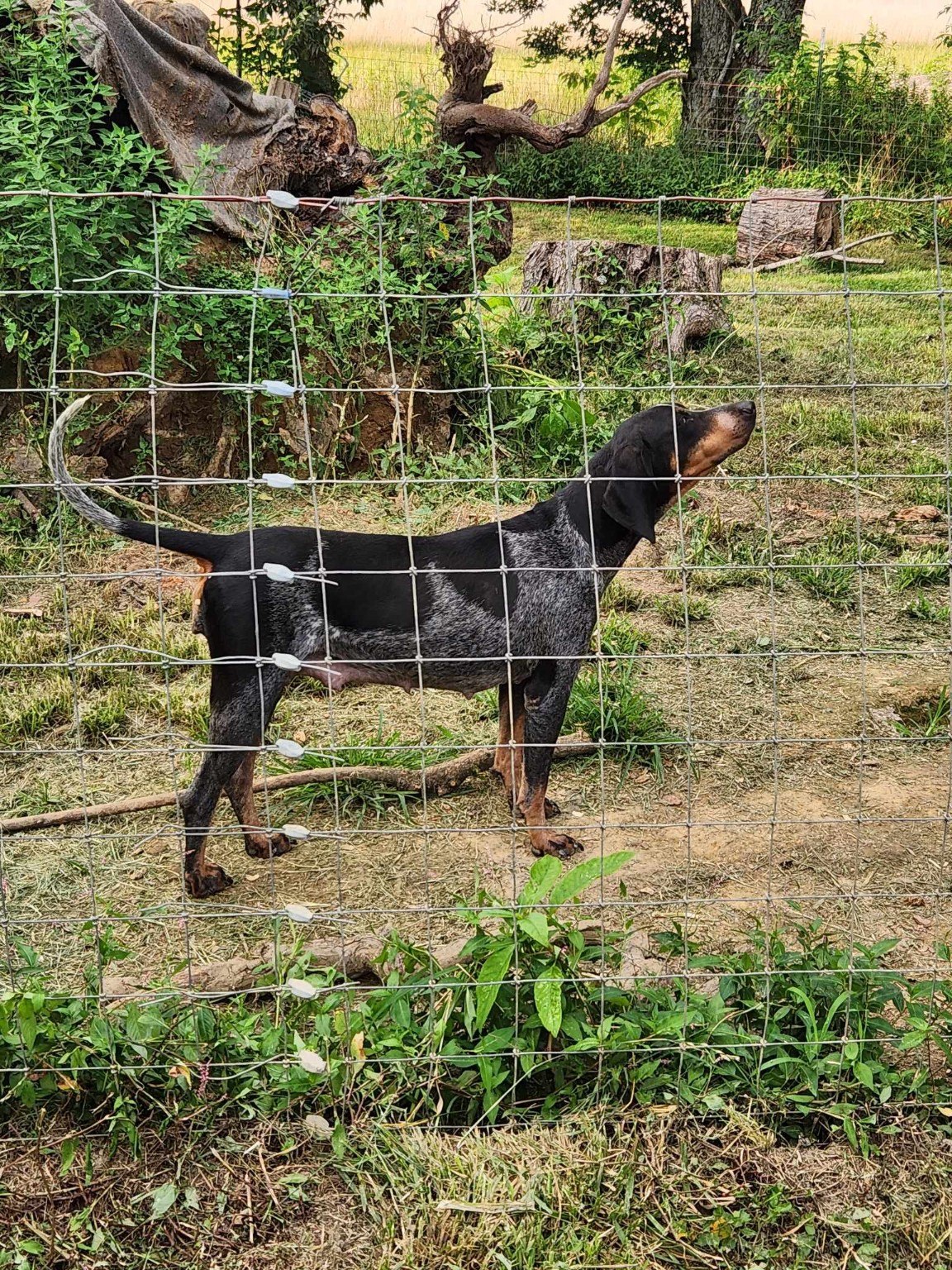 Hound behind fence