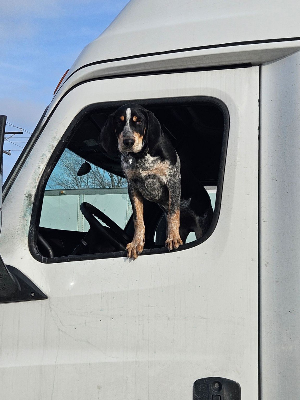 Bluetick in a truck window