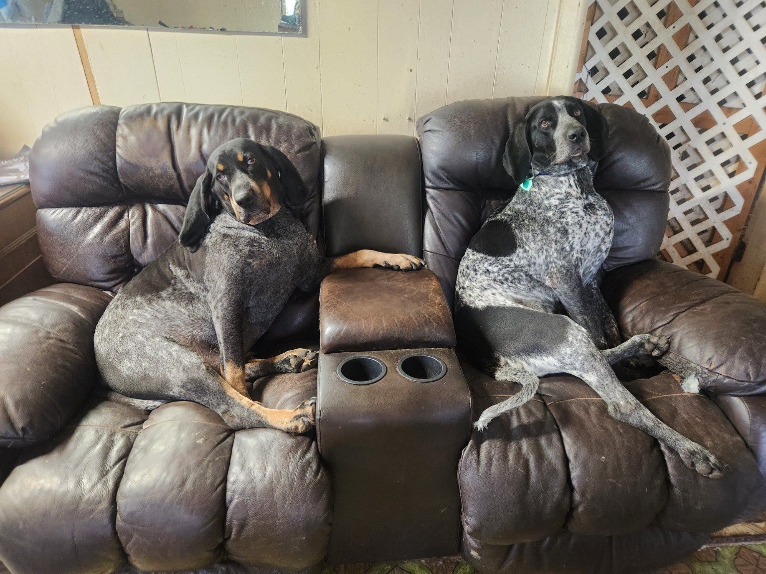 Two Bluegrass Blueticks relaxing in recliners