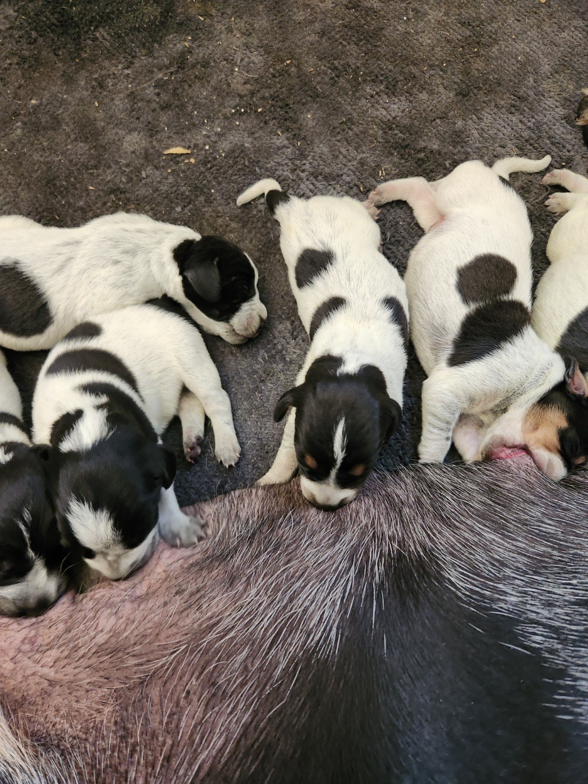 Newborn Bluegrass puppies nursing