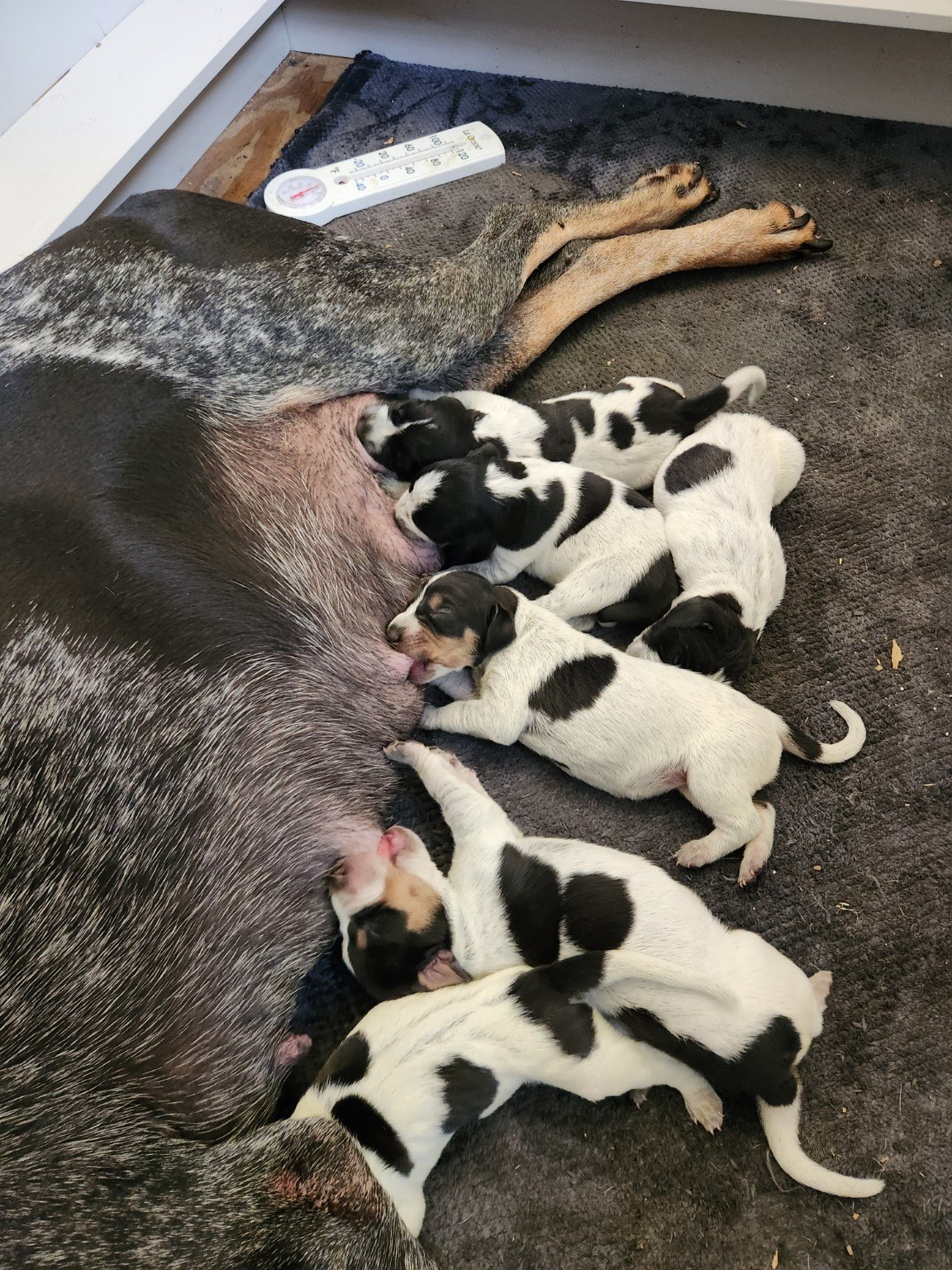 Nursing litter