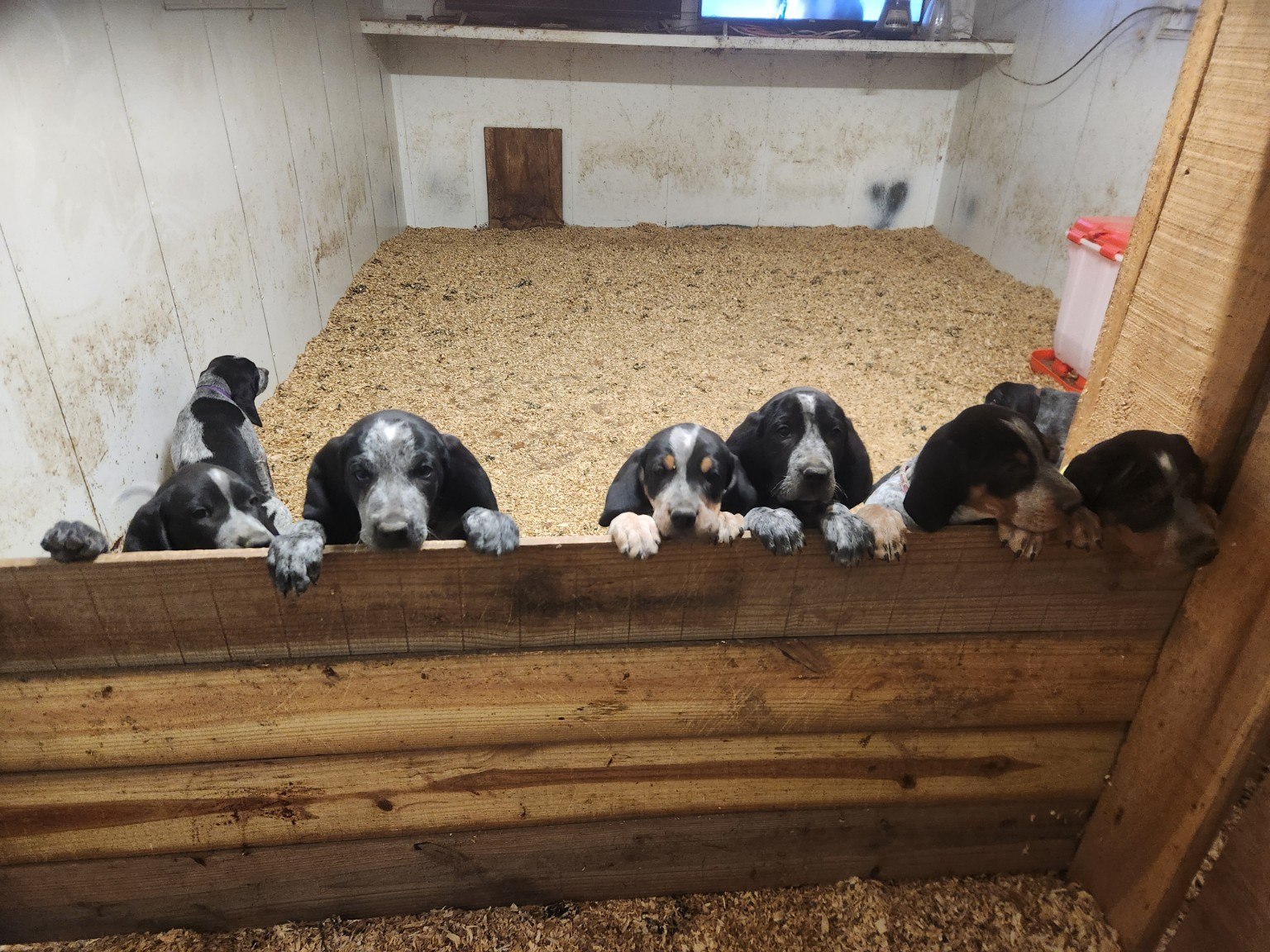 Bluegrass puppies lined up at their pen