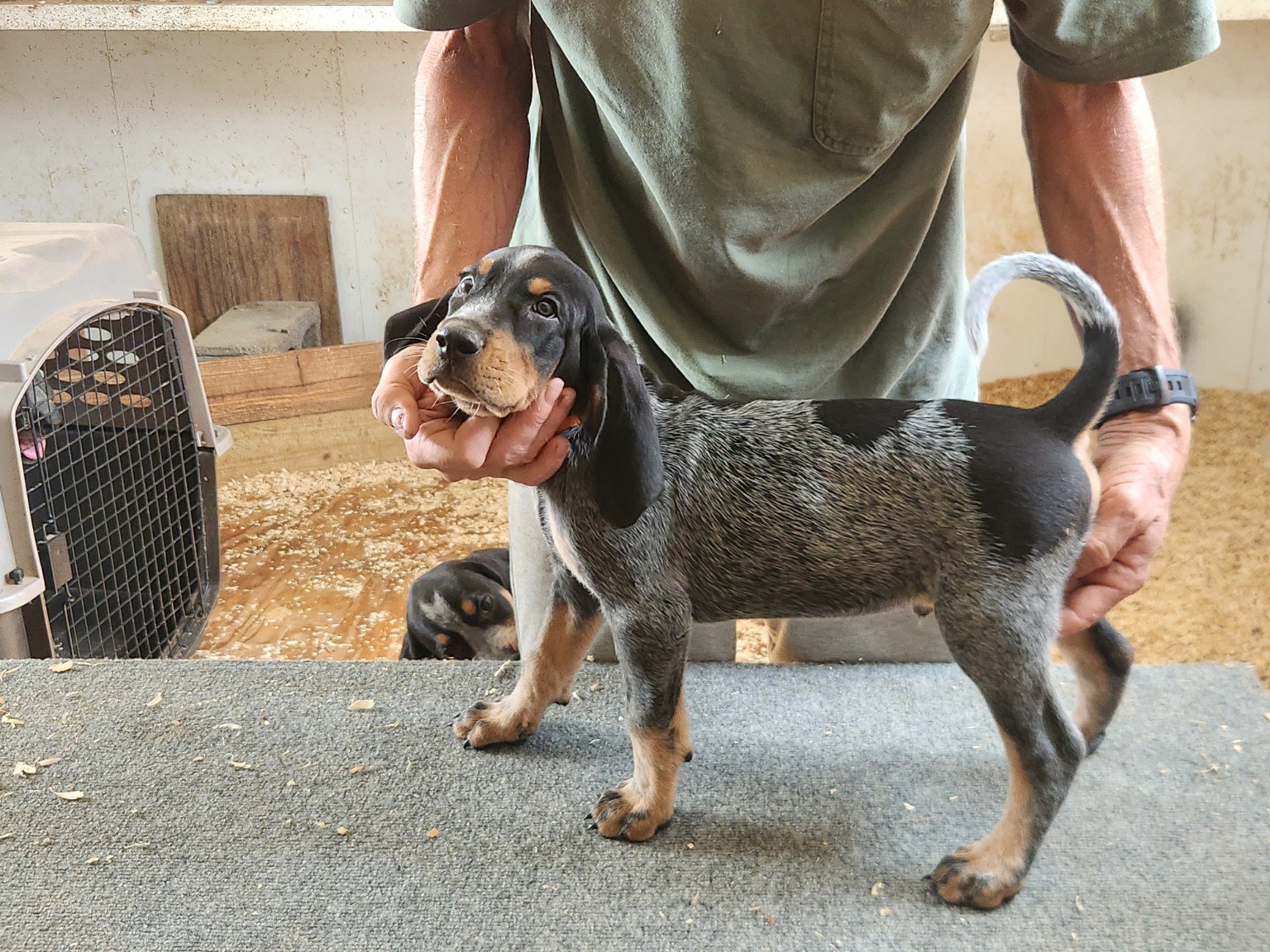 Puppy evaluation