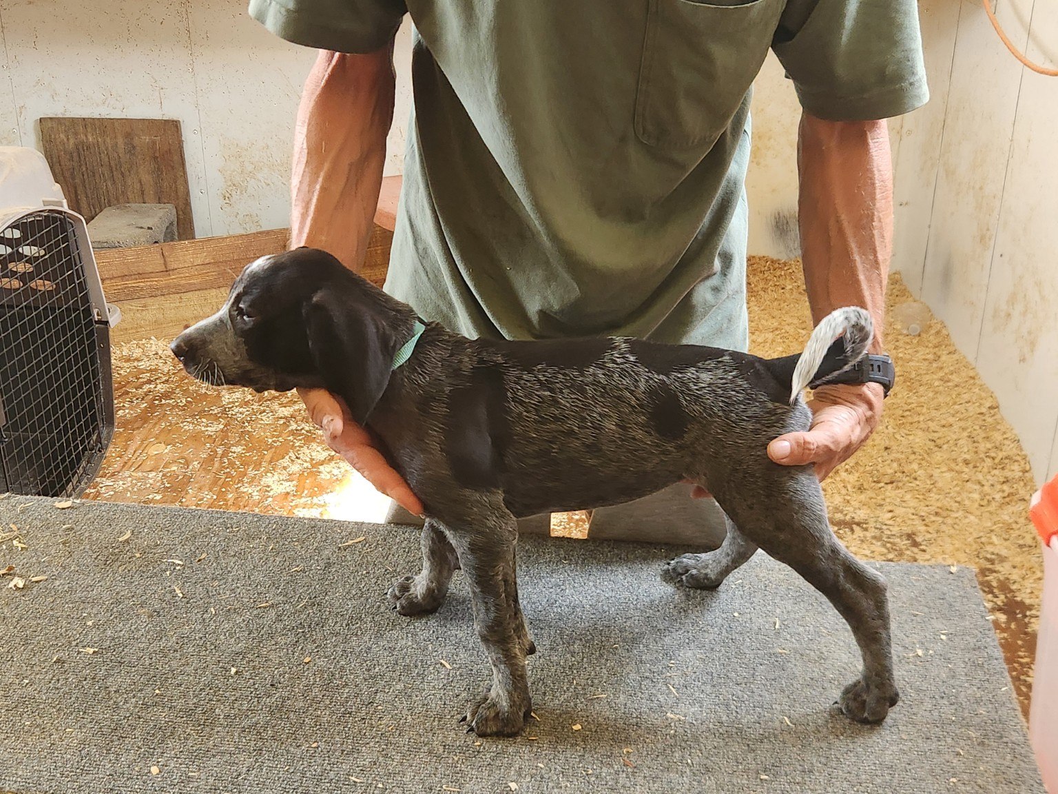 Puppy evaluation
